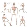 40СМ Хэллоуин Гуманоидный Скелет Скелет Скелет Подвижные Суставы Креативные Украшения