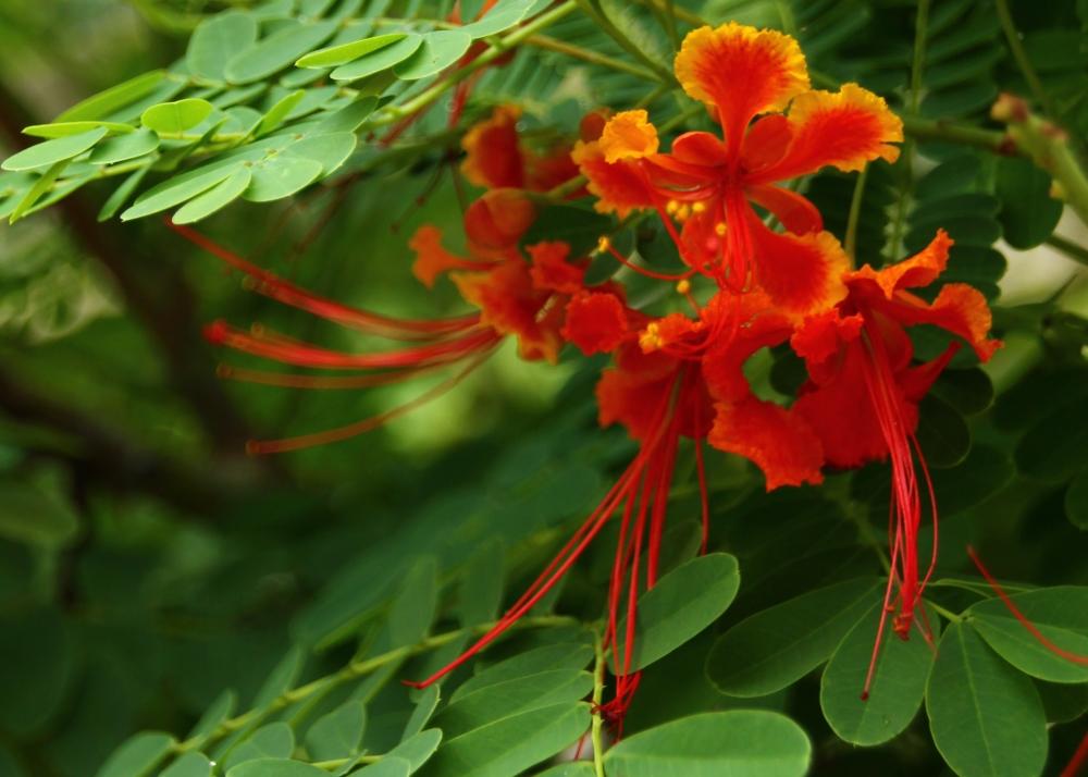 SAFLAX Mexican Bird Of Paradise - 10 семян - Caesalpinia pulcherrima