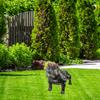 American Bully Ii - Statuetka Psa W Naturalnym Rozmiarze, Figura W Skali 1:1, Posąg Do Ogrodu Marki Art-Dog