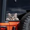 2-Pack Peeking Cats Sticker, Cute Gray Tabby Kitten Vinyl Decal, Self-Adhesive Decal for Cars, Motorcycles, Laptops, Bumpers, Windows, Walls & Glass,