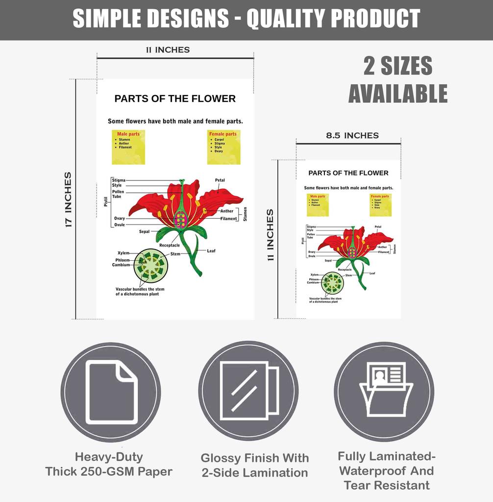 Traceease Образовательный плакат для начальной школы, упаковка из 25 больших ламинированных детских обучающих плакатов размером 11 x 17 дюймов
