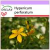 Улица. Зверобой - 300 семян - Hypericum perforatum