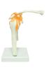 Monolife Scapula, Shoulder Joint, and Clavicle Model, Human Skeleton Model, Specimen, Ligaments, Right Shoulder, Removable Base, for Medical Education