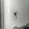 1/2 шт. Магнитный 3D-паук, украшение, страшный реалистичный гигантский паук, реквизит для розыгрышей на Хэллоуин, гаражные ворота, почтовый ящик, шкафчик, холодильник, магнит, поддельный паук