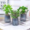 Self Watering Flowerpot Indoor Hydroponic Plants Succulent Pot Mini Planter Pots Tabletop Home Bonsai Flower Pot Decor