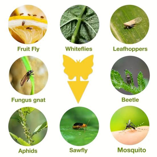 6 шт. двухсторонняя липкая доска без запаха, водонепроницаемая ловушка для фруктовых мух, устойчивая к ультрафиолетовому излучению, безопасная для детей и домашних животных, желтые липкие ловушки для растений, для использования в помещении, на открытом воздухе, на кухне