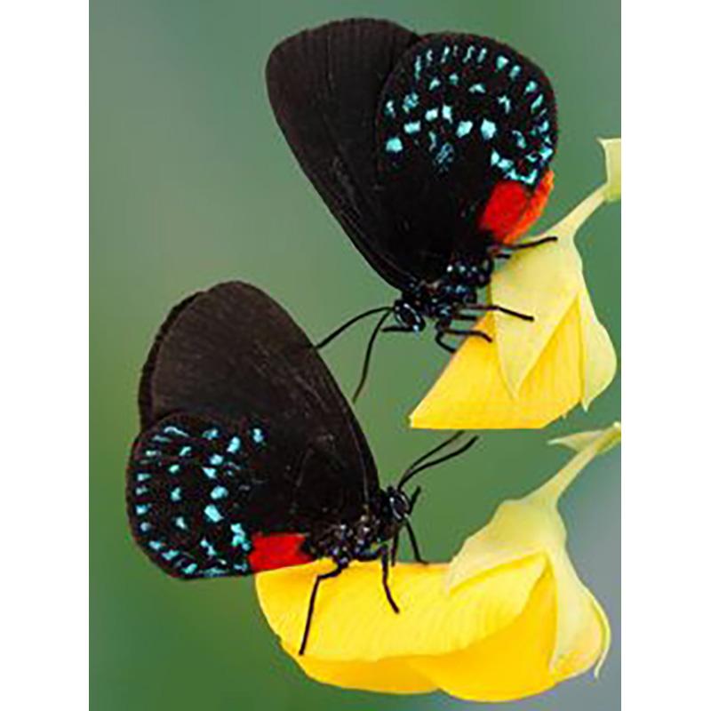 DIY 5D алмазная живопись Бабочка полная круглая дрель цветочная Алмазная вышивка крестиком мозаика стены книги по искусству домашний декор подарок