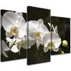 Three Piece Picture Canvas Print Orchid Flowers Nature White