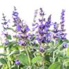 40 Sage Seeds - Semi-Wild Permaculture