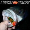 LUCKY CRAFT SW Surface Wonder 120 Рыболовная приманка Топвотер Морская рыбалка Белый (W007 Змея)