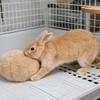 Устойчивый к укусам успокаивающий шарик для кролика, имитирующий ягодицы кролика, мягкий жевательный шарик для питомца, удобный шарик для снятия стресса у кролика