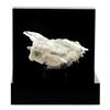 Stones and Minerals. Gypsum. 113.3 Ct. Gypsum Quarry, Arignac, France. Rare.