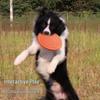 Soft Frisbee Dog Toy: Interactive Floating Training Disc for Puppies and Border Collies