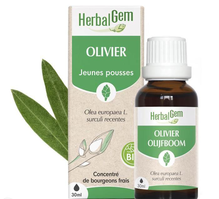 Herbalgem Macérat Concentré Olivier Bio 30ml