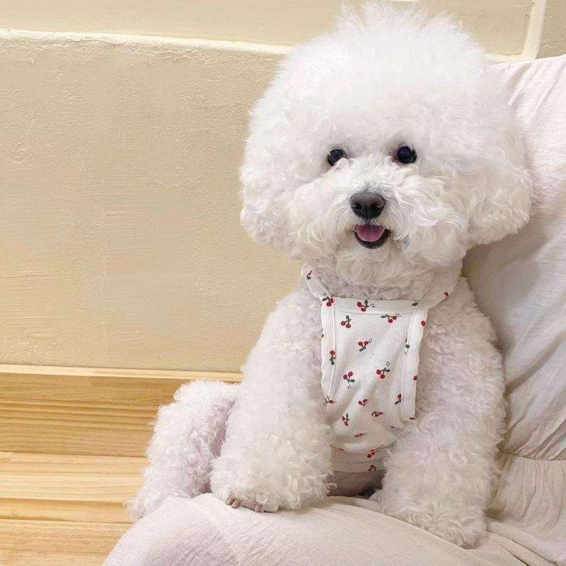 Fresh and cute little cherry suspender dog cute spring and summer small dog Bigbear Teddy Pomeranian pet breathable clothes