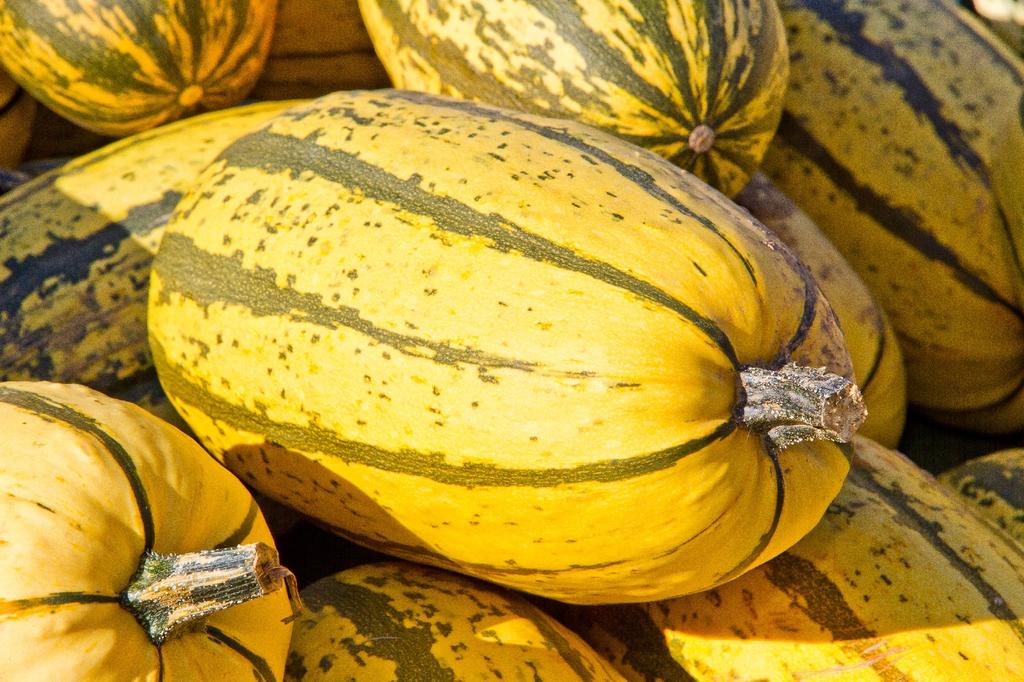 SAFLAX Garden in the Bag - Organic - Кабачки - Delicata - 6 семян - С субстратом в подходящем пакете - Cucurbita pepo