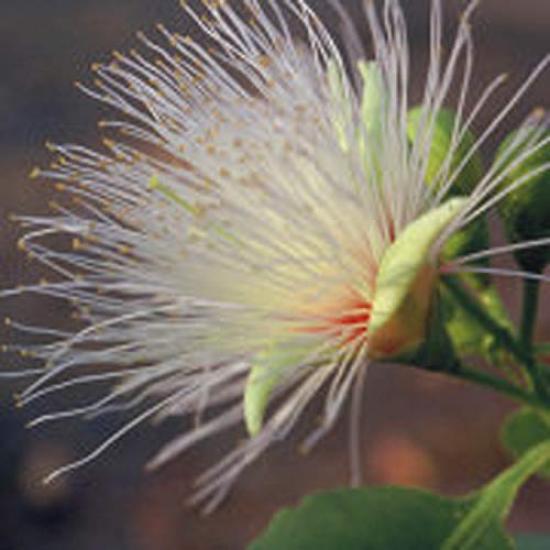 YARD REMEDIES Bush Flower Essence Cream for Women 50ml NEAL'S (x 1)