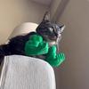 Рука Кошка Мышцы Руки Украшение Мышцы Руки Кошки Украшение