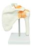 Monolife Scapula, Shoulder Joint, and Clavicle Model, Human Skeleton Model, Specimen, Ligaments, Right Shoulder, Removable Base, for Medical Education