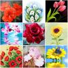 DIY 5D алмазная живопись свежий цветок Алмазная вышивка роза вышивка крестиком полная круглая дрель из смолы домашний декор подарок