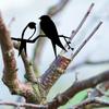 3 PCS Metal Bird Silhouette Wall Art Decor Birds On The Branch Metal Bird Statue Wall Decor Metal Wall Hanging