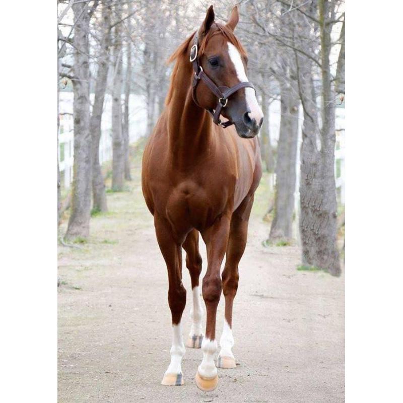 DIY 5d Алмазная вышивка животное вышивка крестиком лошадь алмазная живопись полный круглый стразы мозаика стены книги по искусству подарок домашний декор