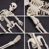 Хэллоуин скелет фигурка 5 шт 16 дюймов полное тело подвижные суставы кость статуэтка жуткий