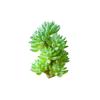 Yousheng 1Pc Artificial Succulent Plant Flocking Flower DIY Home Office Bonsai Decoration