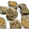 Three-leaf Worm Original Stone Marine Life Stones Crafts Natural Trilobite Tail  Raw Specimen