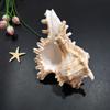 Large Natural Large Conch Shell 10-16cm Conch Shells Crafts Statue Fish Tank Decor  Home
