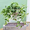 Transparent Hanging Basket Flower Pot For Lazy People Self-Priming Hydroponic Resin Large Diameter Fall-Resistant Shampoo