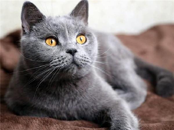 5d Diy Алмазная картина Новая коллекция Кошка Вышивка Мозаика Русская Голубая Животное Квадрат/круглый Домашний Декор