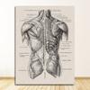 Анатомический скелет, патент, винтажный постер, настенный художественный принт, холст, живопись, постеры и принты, настенные панно для гостиной
