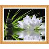 DIY Diamond Embroidery Flowers Diamond Painting Full Round Embroidery Cross Stitch Lotus Diamonds