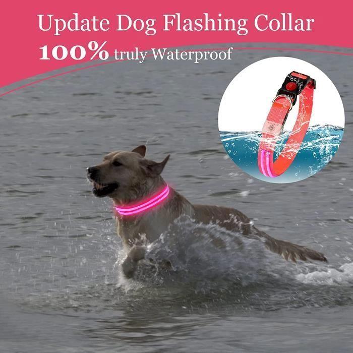 Collier pour chien - Taille M - Étanche - Rechargeable - Super lumineux