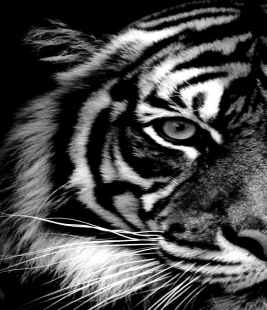 RUOPOTY Картина по номерам Слон, акрил на холсте, уникальный подарок, картина по номерам, лев, животное, украшение для дома