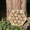 Climate Proof Wooden Creature Nesting Unit With Temperature Control Features And Varied Width footpaths For Diverse Types