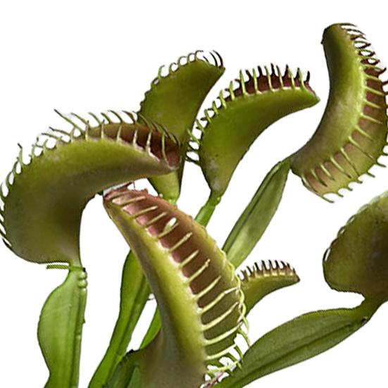 Практичная имитация растений, не выцветающая, экологически чистая, создает жизненную силу