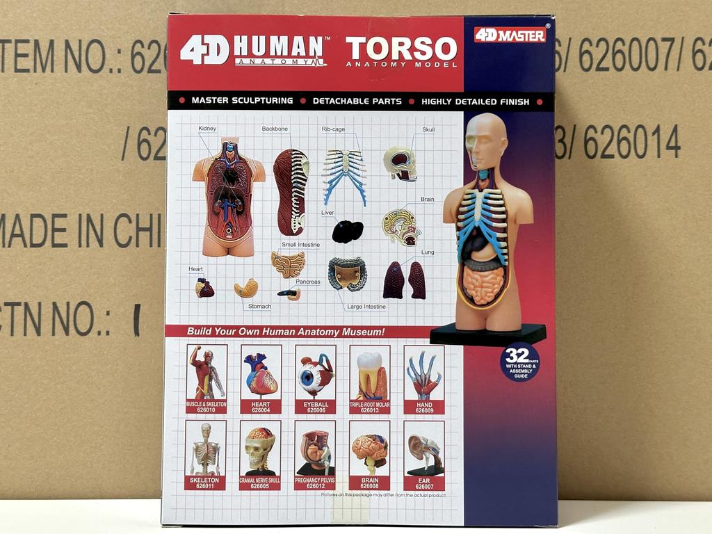 4D Human Torso Anatomy Model (626003) by Fame Master, a 4D master educational STEM puzzle.
