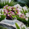 Нетоксичный 462 детали Строительные блоки Бонсай Цветок Креативное растение Вишневое дерево В горшке Букет DIY Домашний Декор Подарки Игрушки Рождество