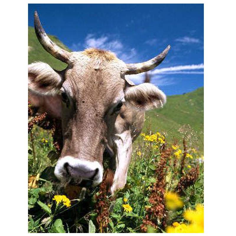 Алмазная краска Животное Алмазная картина Полная вышивка крестом Алмазная вышивка Стразы Картина