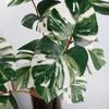 Oulifei 3-Prong Mini Turtle Artificial Leaf Plant