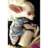 Fleece Pet Dog Clothes Soft Warm Vest Shirt Puppy Clothing for Dogs Coat Hoodie Pet Clothing