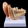 Professional Human Ear Model Anatomy PVC Plastic Anatomical Ear Model for Science Classroom Study Display