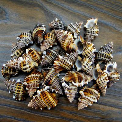 7шт Натуральная красивая морская ракушка Conch Gyrineum Gyrinum Декор для аквариума