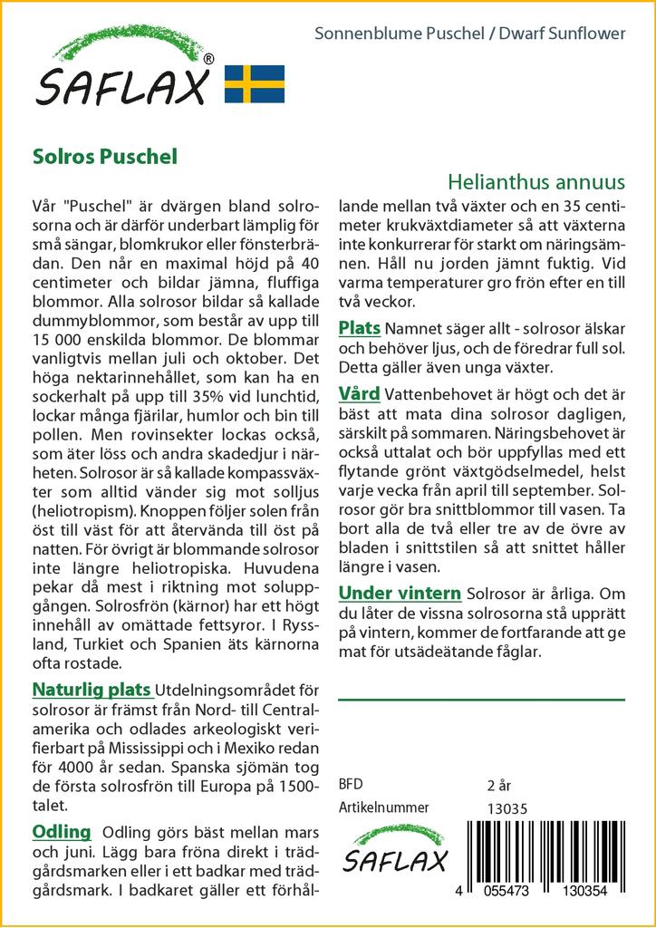 SAFLAX Подсолнечник карликовый - 40 семян - Helianthus annuus