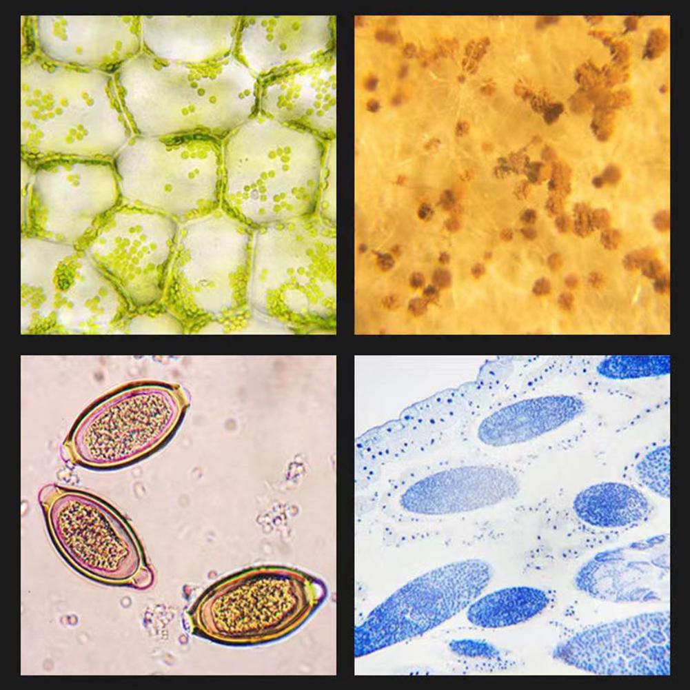 Детские микропрепараты для микроскопа, аксессуары для микроскопа, стеклянные препараты