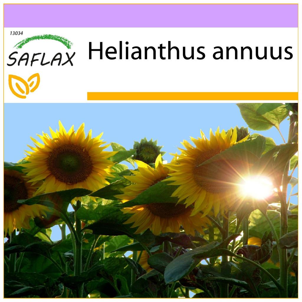 SAFLAX Подсолнечник Титан - 20 семян - Helianthus annuus
