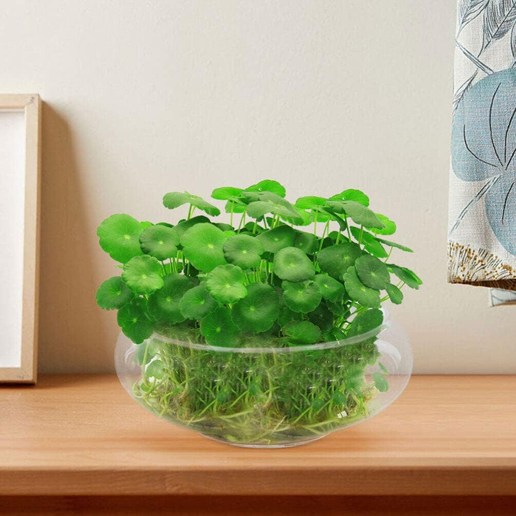 VOSAREA Glass Vase Bowl Glass Bubble Bowl Terrarium Succulent Planter Air Plants Hydroponic Display Floating Candles Clear Bubble Bowl Fish Bowl