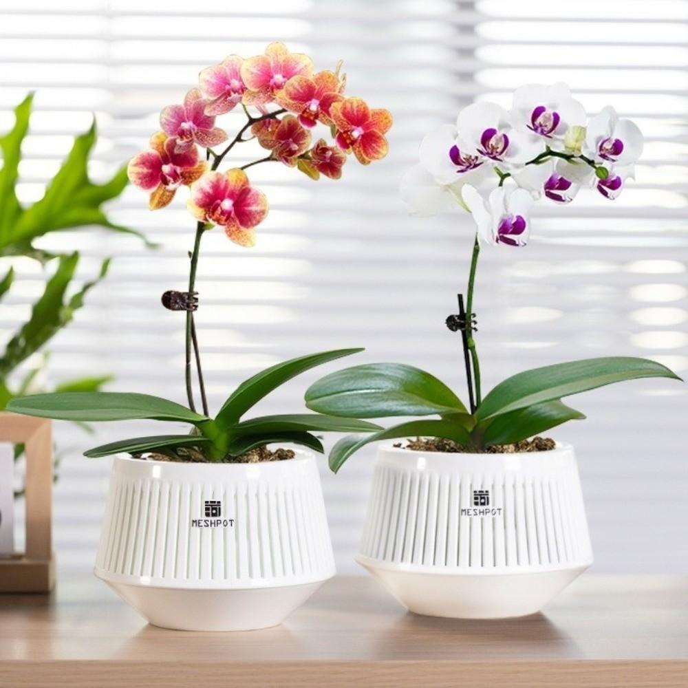 Moisturizing Meshpot Orchid Pot Thickening Root Control Flowerpot Growing Pots Bonsai Planting